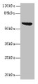 Western blot; All lanes: tar antibody at 16µg/ml + DH5a whole cell lysate; Secondary; Goat polyclonal to rabbit IgG at 1/10000 dilution; Predicted band size: 60 kDa; Observed band size: 60 kDa