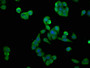 Immunofluorescence staining of PC-3 cells with CAC09234 at 1:133, counter-stained with DAPI. The cells were fixed in 4% formaldehyde, permeabilized using 0.2% Triton X-100 and blocked in 10% normal Goat Serum. The cells were then incubated with the antibody overnight at 4°C. The secondary antibody was Alexa Fluor 488-congugated AffiniPure Goat Anti-Rabbit IgG(H+L). Immunofluorescence staining of PC-3 cells with CAC09234 at 1:133, counter-stained with DAPI. The cells were fixed in 4% formaldehyde, permeabilized using 0.2% Triton X-100 and blocked in 10% normal Goat Serum. The cells were then incubated with the antibody overnight at 4°C. The secondary antibody was Alexa Fluor 488-congugated AffiniPure Goat Anti-Rabbit IgG(H+L).