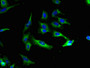 Immunofluorescent analysis of Hela cells using CAC09256 at dilution of 1:100 and Alexa Fluor 488-congugated AffiniPure Goat Anti-Rabbit IgG(H+L) Immunofluorescent analysis of Hela cells using CAC09256 at dilution of 1:100 and Alexa Fluor 488-congugated AffiniPure Goat Anti-Rabbit IgG(H+L)