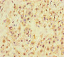 Immunohistochemistry of paraffin-embedded human placenta tissue using CAC09268 at dilution of 1:100