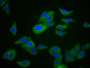 Immunofluorescence staining of HepG2 cells with CAC09275 at 1:266, counter-stained with DAPI. The cells were fixed in 4% formaldehyde, permeabilized using 0.2% Triton X-100 and blocked in 10% normal Goat Serum. The cells were then incubated with the antibody overnight at 4°C. The secondary antibody was Alexa Fluor 488-congugated AffiniPure Goat Anti-Rabbit IgG(H+L).