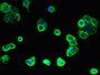 Immunofluorescent analysis of A431 cells using CAC09278 at dilution of 1:100 and Alexa Fluor 488-congugated AffiniPure Goat Anti-Rabbit IgG(H+L)