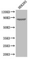 Western Blot; Positive WB detected in: HEK293 whole cell lysate; All lanes: EXT1 antibody at 3.3µg/ml; Secondary; Goat polyclonal to rabbit IgG at 1/50000 dilution; Predicted band size: 87 kDa; Observed band size: 87 kDa;