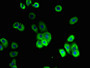 Immunofluorescent analysis of A431 cells using CAC09294 at dilution of 1:100 and Alexa Fluor 488-congugated AffiniPure Goat Anti-Rabbit IgG(H+L)