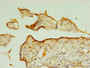 Immunohistochemistry of paraffin-embedded human placenta tissue using CAC09295 at dilution of 1:100