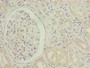 Immunohistochemistry of paraffin-embedded human kidney tissue using CAC09306 at dilution of 1:100 Immunohistochemistry of paraffin-embedded human kidney tissue using CAC09306 at dilution of 1:100