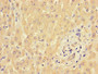 Immunohistochemistry of paraffin-embedded human liver tissue using CAC09326 at dilution of 1:100