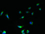 Immunofluorescent analysis of U251 cells using CAC09340 at dilution of 1:100 and Alexa Fluor 488-congugated AffiniPure Goat Anti-Rabbit IgG(H+L)