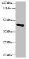 Western blot; All lanes: GLT8D1 antibody at 10µg/ml + Mouse liver tissue; Secondary; Goat polyclonal to rabbit IgG at 1/10000 dilution; Predicted band size: 42, 29 kDa; Observed band size: 42 kDa Western blot; All lanes: GLT8D1 antibody at 10µg/ml + Mouse liver tissue; Secondary; Goat polyclonal to rabbit IgG at 1/10000 dilution; Predicted band size: 42, 29 kDa; Observed band size: 42 kDa