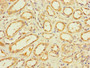 Immunohistochemistry of paraffin-embedded human kidney tissue using CAC09354 at dilution of 1:100 Immunohistochemistry of paraffin-embedded human kidney tissue using CAC09354 at dilution of 1:100