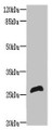 Western blot; All lanes: RTP2 antibody at 8µg/ml + Mouse liver tissue; Secondary; Goat polyclonal to rabbit IgG at 1/10000 dilution; Predicted band size: 27 kDa; Observed band size: 27 kDa Western blot; All lanes: RTP2 antibody at 8µg/ml + Mouse liver tissue; Secondary; Goat polyclonal to rabbit IgG at 1/10000 dilution; Predicted band size: 27 kDa; Observed band size: 27 kDa