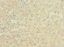 Immunohistochemistry of paraffin-embedded human liver tissue using CAC09389 at dilution of 1:100 Immunohistochemistry of paraffin-embedded human liver tissue using CAC09389 at dilution of 1:100