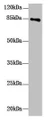 Western Blot; All lanes: DHX32 antibody at 10µg/ml + Mouse liver tissue; Secondary; Goat polyclonal to rabbit IgG at 1/10000 dilution; Predicted band size: 85, 76 kDa; Observed band size: 85 kDa