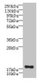 Western blot; ,All lanes: C16orf87 antibody at 3µg/ml + HepG2 whole cell lysate; ,Secondary; ,Goat polyclonal to rabbit IgG at 1/10000 dilution; ,Predicted band size: 18, 11 kDa; ,Observed band size: 18 kDa Western blot; ,All lanes: C16orf87 antibody at 3µg/ml + HepG2 whole cell lysate; ,Secondary; ,Goat polyclonal to rabbit IgG at 1/10000 dilution; ,Predicted band size: 18, 11 kDa; ,Observed band size: 18 kDa