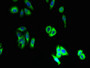 Immunofluorescent analysis of HepG2 cells using CAC09442 at dilution of 1:100 and Alexa Fluor 488-congugated AffiniPure Goat Anti-Rabbit IgG(H+L) Immunofluorescent analysis of HepG2 cells using CAC09442 at dilution of 1:100 and Alexa Fluor 488-congugated AffiniPure Goat Anti-Rabbit IgG(H+L)