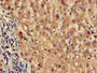Immunohistochemistry of paraffin-embedded human liver tissue using CAC09452 at dilution of 1:100