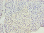 Immunohistochemistry of paraffin-embedded human pancreatic tissue using CAC09459 at dilution of 1:100 Immunohistochemistry of paraffin-embedded human pancreatic tissue using CAC09459 at dilution of 1:100