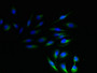 Immunofluorescent analysis of Hela cells using CAC09468 at dilution of 1:100 and Alexa Fluor 488-congugated AffiniPure Goat Anti-Rabbit IgG(H+L) Immunofluorescent analysis of Hela cells using CAC09468 at dilution of 1:100 and Alexa Fluor 488-congugated AffiniPure Goat Anti-Rabbit IgG(H+L)