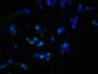 Immunofluorescent analysis of 293T cells using CAC09477 at dilution of 1:100 and Alexa Fluor 488-congugated AffiniPure Goat Anti-Rabbit IgG(H+L) Immunofluorescent analysis of 293T cells using CAC09477 at dilution of 1:100 and Alexa Fluor 488-congugated AffiniPure Goat Anti-Rabbit IgG(H+L)
