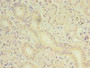 Immunohistochemistry of paraffin-embedded human pancreatic tissue using CAC09503 at dilution of 1:100 Immunohistochemistry of paraffin-embedded human pancreatic tissue using CAC09503 at dilution of 1:100
