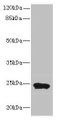 Western blot; All lanes: MRPL48 antibody at 8µg/ml + Mouse heart tissue; Secondary; Goat polyclonal to rabbit IgG at 1/10000 dilution; Predicted band size: 24, 22 kDa; Observed band size: 24 kDa Western blot; All lanes: MRPL48 antibody at 8µg/ml + Mouse heart tissue; Secondary; Goat polyclonal to rabbit IgG at 1/10000 dilution; Predicted band size: 24, 22 kDa; Observed band size: 24 kDa