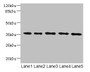 Western blot; All lanes: OXNAD1 antibody at 4µg/ml; Lane 1: Mouse large intestine tissue; Lane 2: Mouse lung tissue; Lane 3: K562 whole cell lysate; Lane 4: U251 whole cell lysate; Lane 5: A549 whole cell lysate; Secondary; Goat polyclonal to rabbit IgG at 1/10000 dilution; Predicted band size: 35 kDa; Observed band size: 35 kDa Western blot; All lanes: OXNAD1 antibody at 4µg/ml; Lane 1: Mouse large intestine tissue; Lane 2: Mouse lung tissue; Lane 3: K562 whole cell lysate; Lane 4: U251 whole cell lysate; Lane 5: A549 whole cell lysate; Secondary; Goat polyclonal to rabbit IgG at 1/10000 dilution; Predicted band size: 35 kDa; Observed band size: 35 kDa