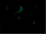 Immunofluorescent analysis of MCF-7 cells using CAC09549 at dilution of 1:100 and Alexa Fluor 488-congugated AffiniPure Goat Anti-Rabbit IgG(H+L)