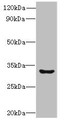 Western blot; All lanes: CLEC1A antibody at 6µg/ml + Mouse thymus tissue; Secondary; Goat polyclonal to rabbit IgG at 1/10000 dilution; Predicted band size: 32 kDa; Observed band size: 32 kDa Western blot; All lanes: CLEC1A antibody at 6µg/ml + Mouse thymus tissue; Secondary; Goat polyclonal to rabbit IgG at 1/10000 dilution; Predicted band size: 32 kDa; Observed band size: 32 kDa