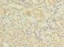 Immunohistochemistry of paraffin-embedded human pancreatic tissue using CAC09606 at dilution of 1:100
