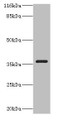 Western blot; All lanes: CA13 antibody at 2µg/ml + NIH/3T3 whole cell lysate; Secondary; Goat polyclonal to rabbit IgG at 1/10000 dilution; Predicted band size: 30 kDa; Observed band size: 36 kDa