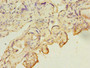 Immunohistochemistry of paraffin-embedded human placenta tissue using CAC09610 at dilution of 1:100