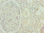 Immunohistochemistry of paraffin-embedded human kidney tissue using CAC09619 at dilution of 1:100