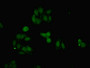 Immunofluorescent analysis of HepG2 cells using CAC09619 at dilution of 1:100 and Alexa Fluor 488-congugated AffiniPure Goat Anti-Rabbit IgG(H+L)