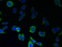 Immunofluorescent analysis of LO2 cells using CAC09630 at dilution of 1:100 and Alexa Fluor 488-congugated AffiniPure Goat Anti-Rabbit IgG(H+L)