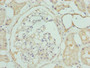 Immunohistochemistry of paraffin-embedded human kidney tissue using CAC09636 at dilution of 1:100
