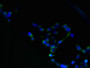 Immunofluorescent analysis of 293 cells using CAC09642 at dilution of 1:100 and Alexa Fluor 488-congugated AffiniPure Goat Anti-Rabbit IgG(H+L)