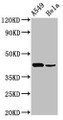 Western Blot; ,Positive WB detected in: A549 whole cell lysate, Hela whole cell lysate; ,All lanes: Pdgfd antibody at 3µg/ml; ,Secondary; ,Goat polyclonal to rabbit IgG at 1/50000 dilution; ,Predicted band size: 43, 31 kDa; ,Observed band size: 43 kDa;