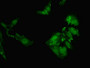 Immunofluorescent analysis of Hela cells using CAC09686 at dilution of 1:100 and Alexa Fluor 488-congugated AffiniPure Goat Anti-Rabbit IgG(H+L) Immunofluorescent analysis of Hela cells using CAC09686 at dilution of 1:100 and Alexa Fluor 488-congugated AffiniPure Goat Anti-Rabbit IgG(H+L)