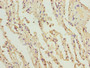 Immunohistochemistry of paraffin-embedded human lung tissue using CAC09699 at dilution of 1:100