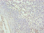 Immunohistochemistry of paraffin-embedded human tonsil tissue using CAC09700 at dilution of 1:100