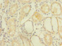 Immunohistochemistry of paraffin-embedded human kidney tissue using CAC09715 at dilution of 1:100