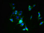 Immunofluorescent analysis of NIH/3T3 cells using CAC09715 at dilution of 1:100 and Alexa Fluor 488-congugated AffiniPure Goat Anti-Rabbit IgG(H+L)