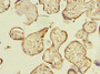Immunohistochemistry of paraffin-embedded human placenta tissue using CAC09761 at dilution of 1:100