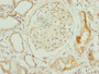 Immunohistochemistry of paraffin-embedded human kidney tissue using CAC09788 at dilution of 1:100