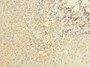 Immunohistochemistry of paraffin-embedded human tonsil tissue using CAC09797 at dilution of 1:100