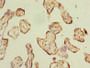 Immunohistochemistry of paraffin-embedded human placenta tissue using CAC09797 at dilution of 1:100