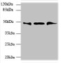 Western blot; All lanes: UBXN6 antibody at 1.2µg/ml; Lane 1: PC-3 whole cell lysate; Lane 2: Hela whole cell lysate; Lane 3: Mouse kidney tissue; Secondary; Goat polyclonal to rabbit IgG at 1/10000 dilution; Predicted band size: 50, 44 kDa; Observed band size: 50 kDa;