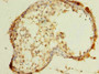 Immunohistochemistry of paraffin-embedded human testis tissue using CAC09803 at dilution of 1:100
