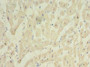 Immunohistochemistry of paraffin-embedded human heart tissue using CAC09806 at dilution of 1:100