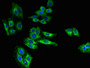 Immunofluorescent analysis of HepG2 cells using CAC09811 at dilution of 1:100 and Alexa Fluor 488-congugated AffiniPure Goat Anti-Rabbit IgG(H+L)